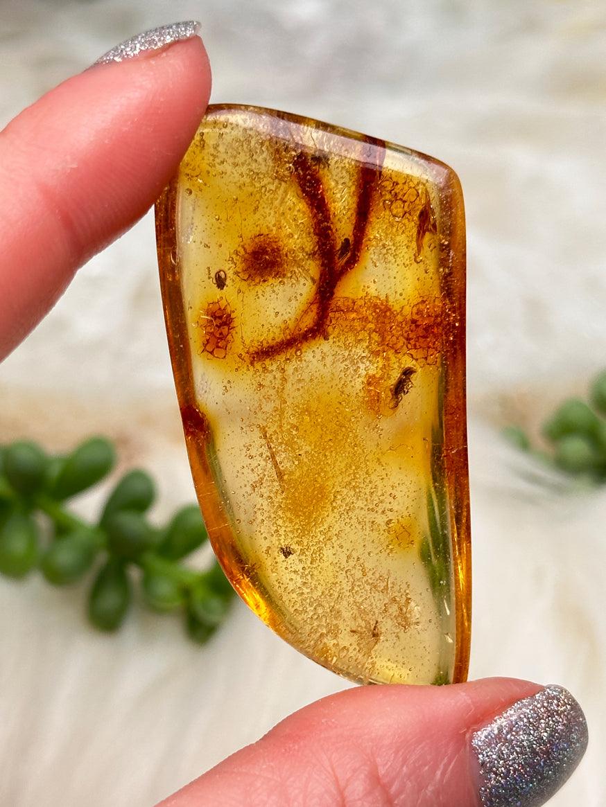Colombian Amber with Insects