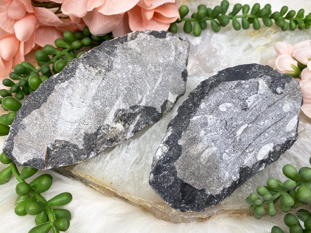 black-white-orthoceras