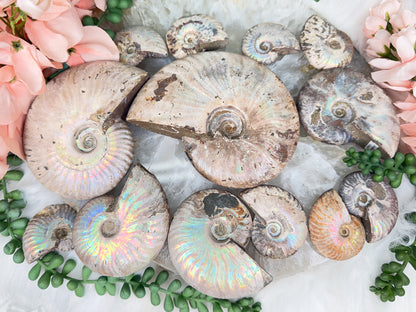 Rainbow Ammonites