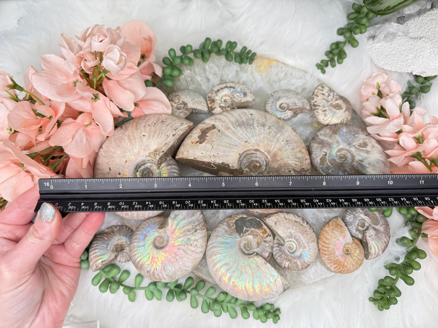 Rainbow Ammonites