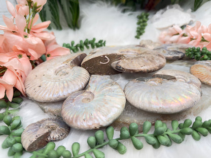 Rainbow Ammonites