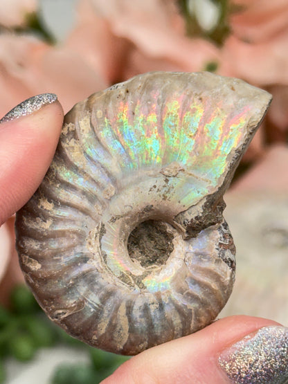 Rainbow Ammonites
