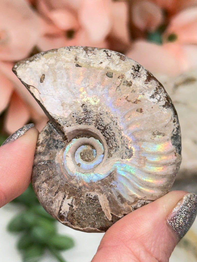 Rainbow Ammonites