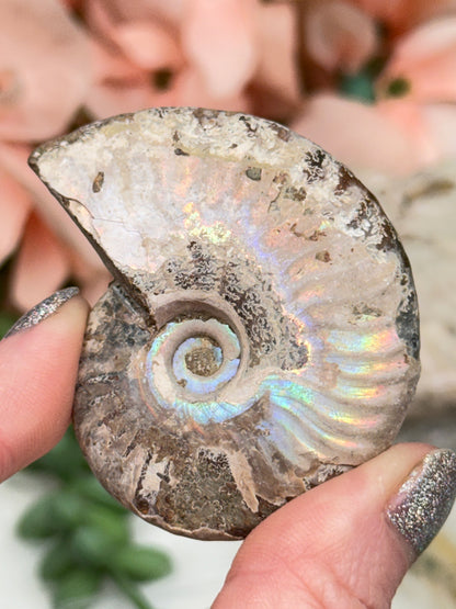 Rainbow Ammonites