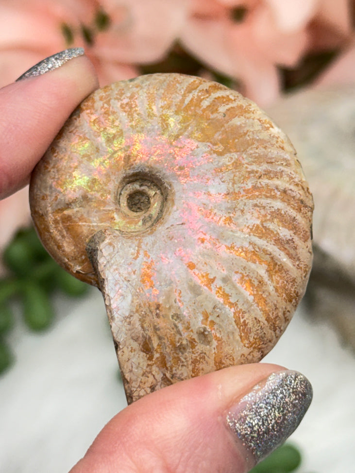 Rainbow Ammonites