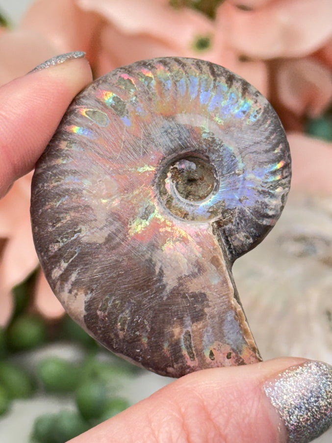 Rainbow Ammonites