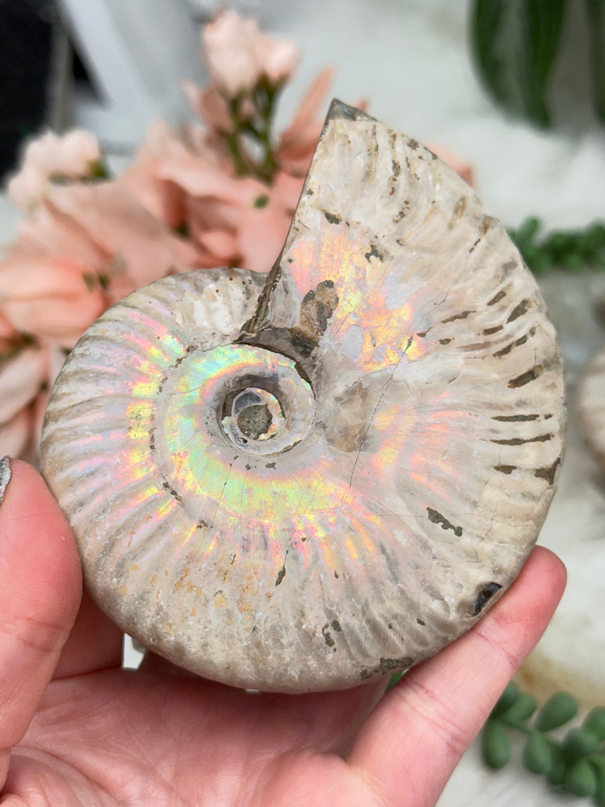 Rainbow Ammonites