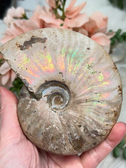Rainbow Ammonites