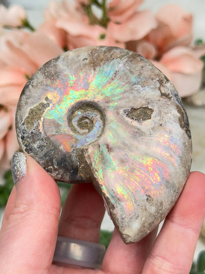 Rainbow Ammonites