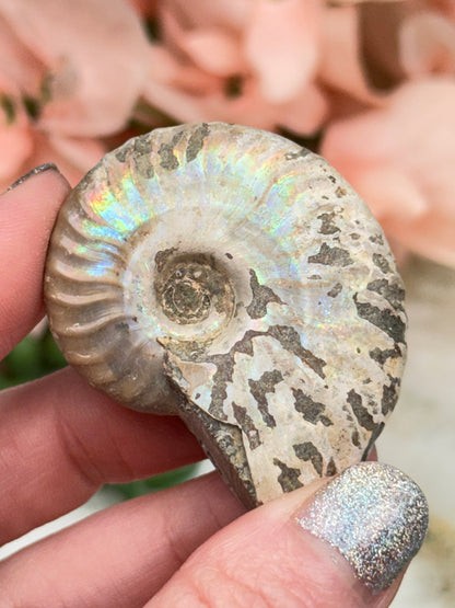 Rainbow Ammonites