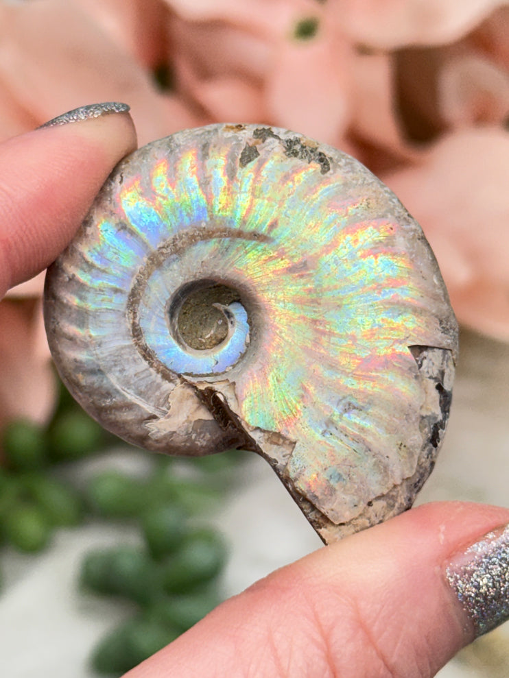 Rainbow Ammonites