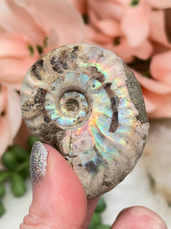 Rainbow Ammonites
