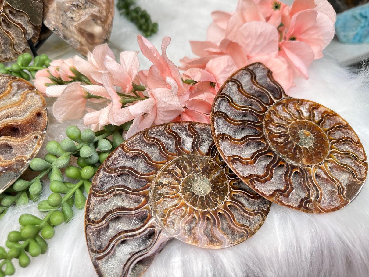 sliced-ammonite-pairs-for-sale