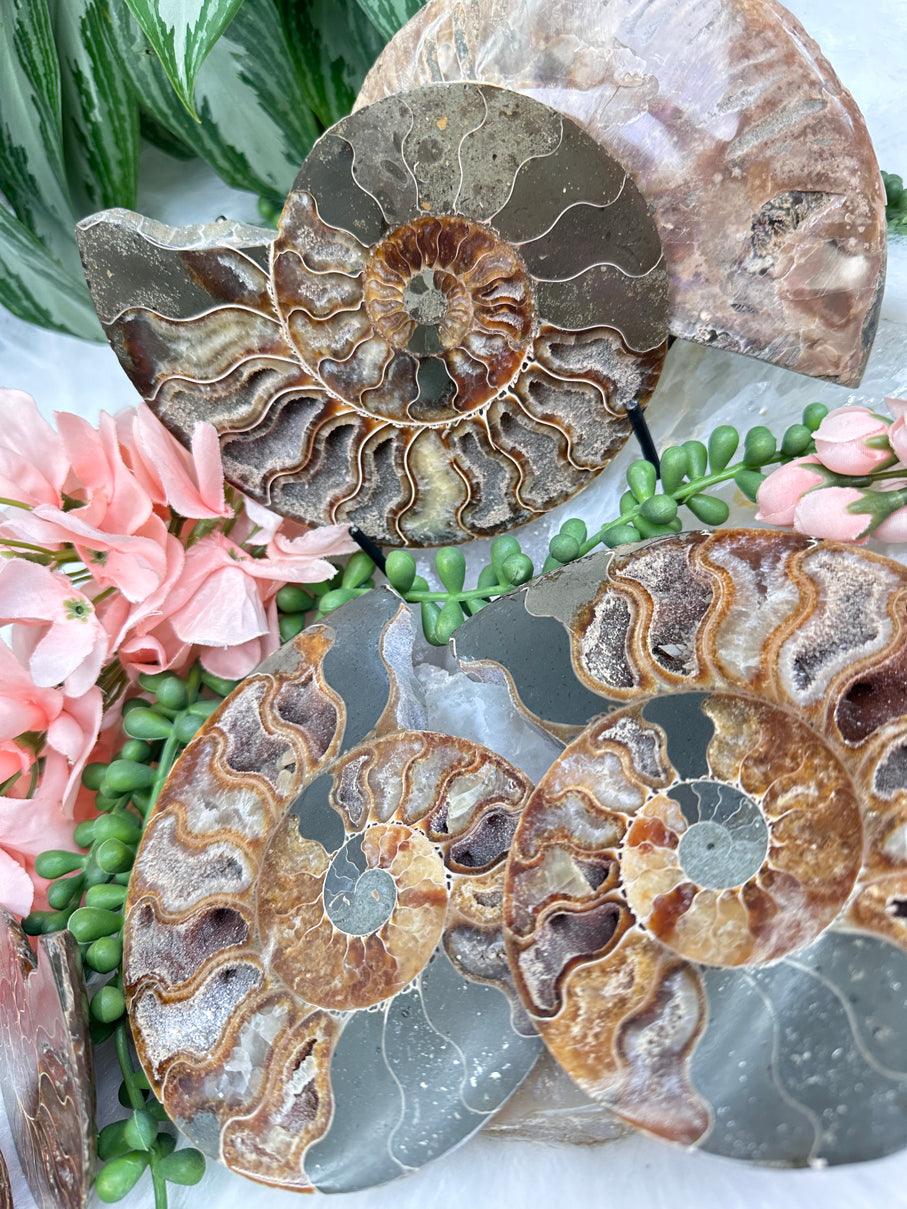 Sliced Ammonite Sets