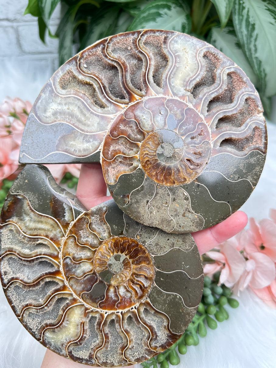 Sliced Ammonite Sets