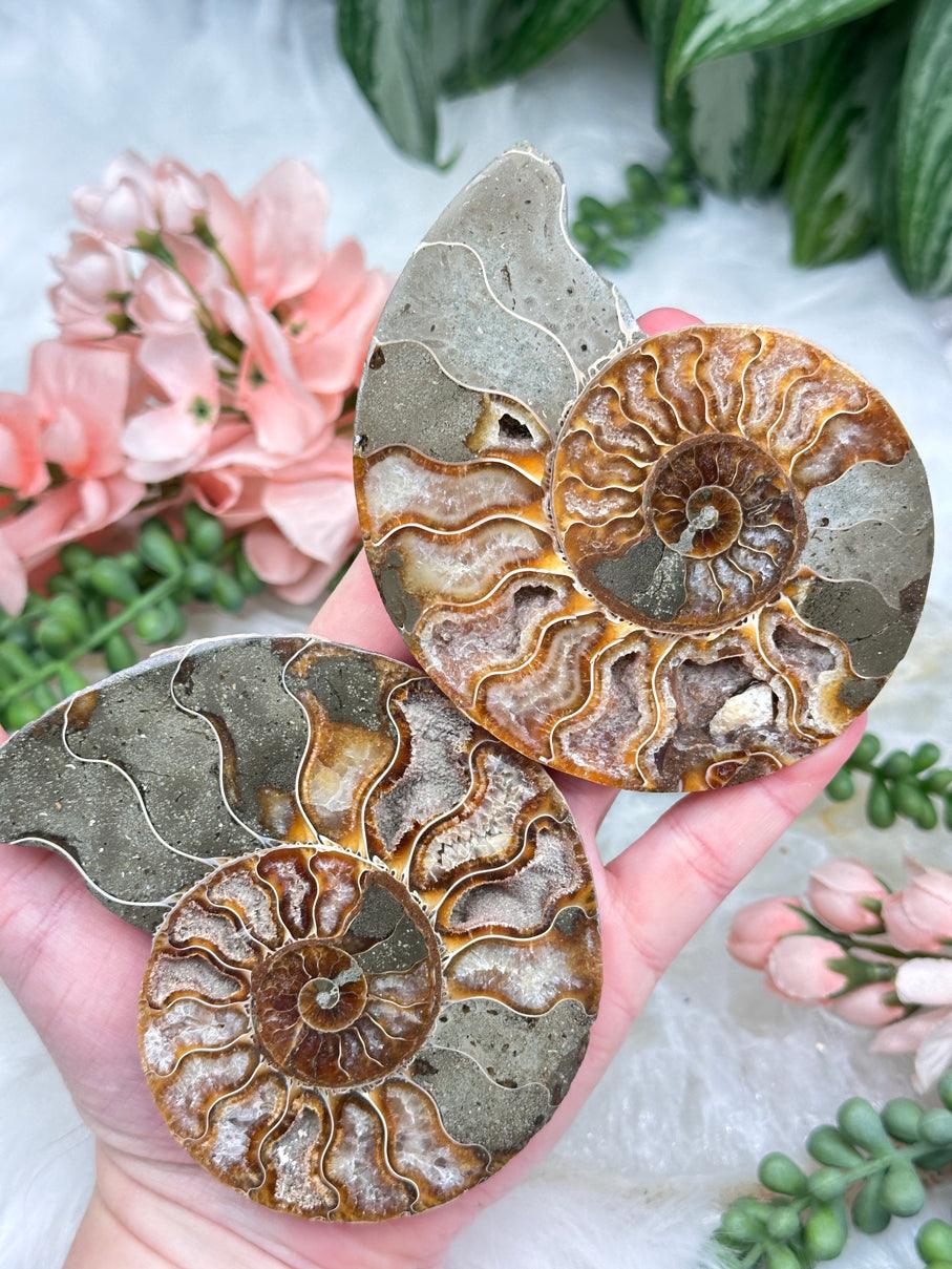 sliced-ammonite-fossils