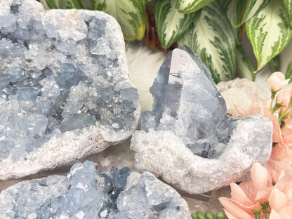 Large Blue Celestite Clusters