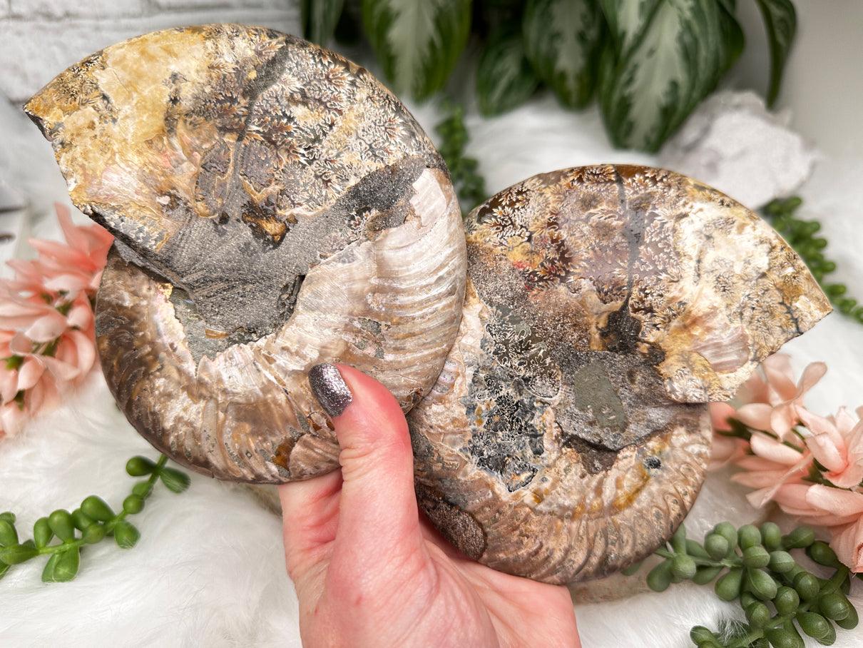 large-ammonite-fossil-sets
