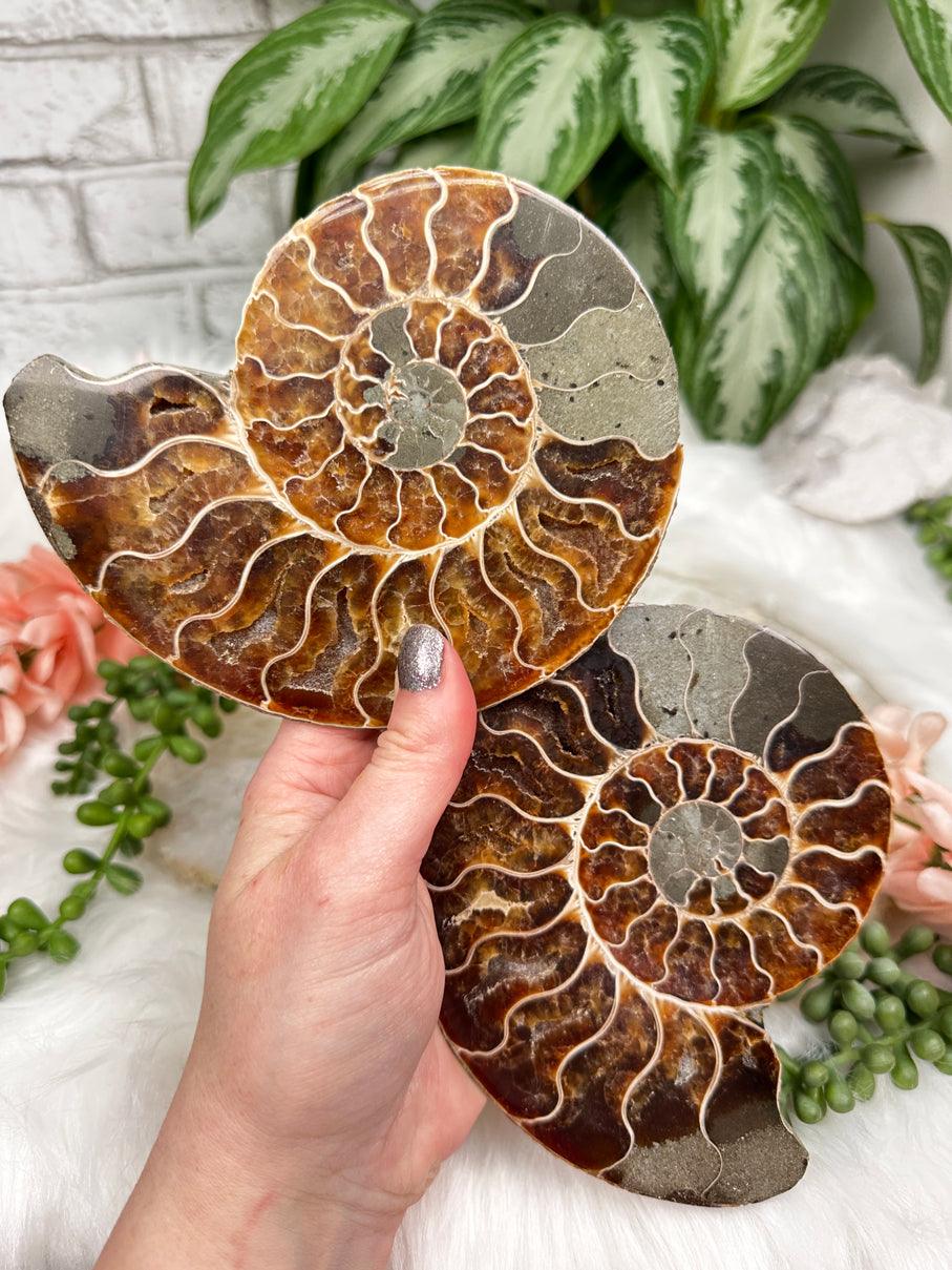 iridescent-ammonite-fossil-shell