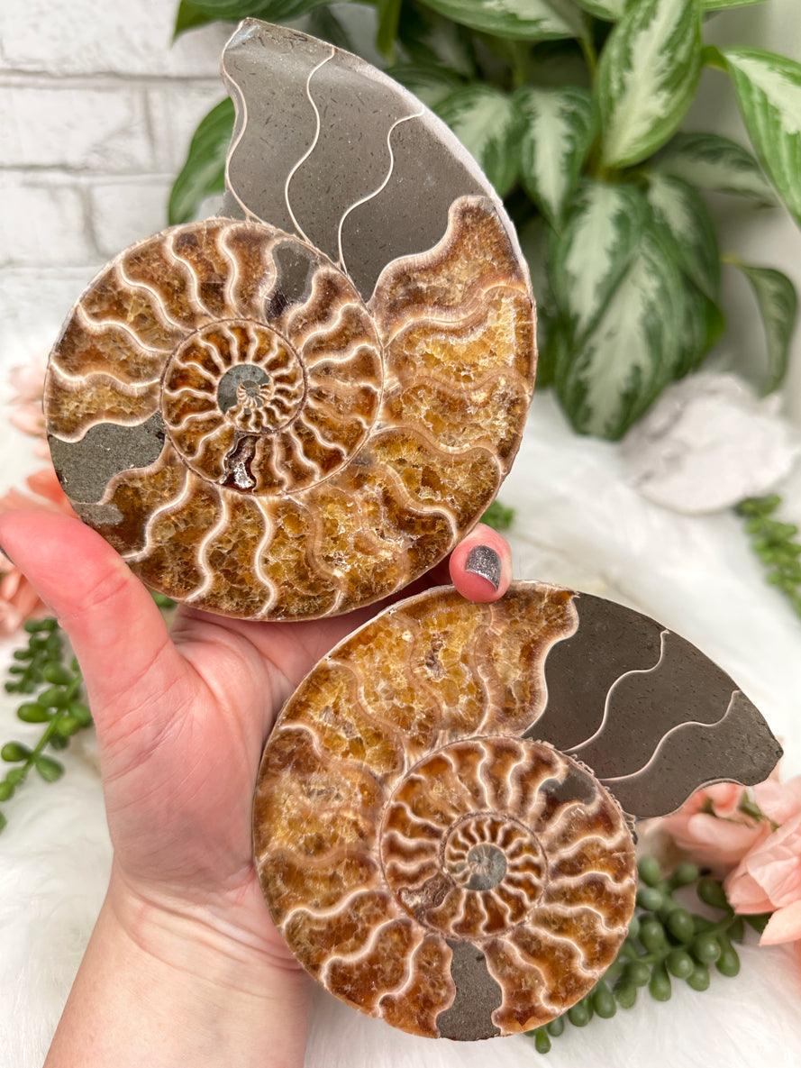 Sliced Ammonites