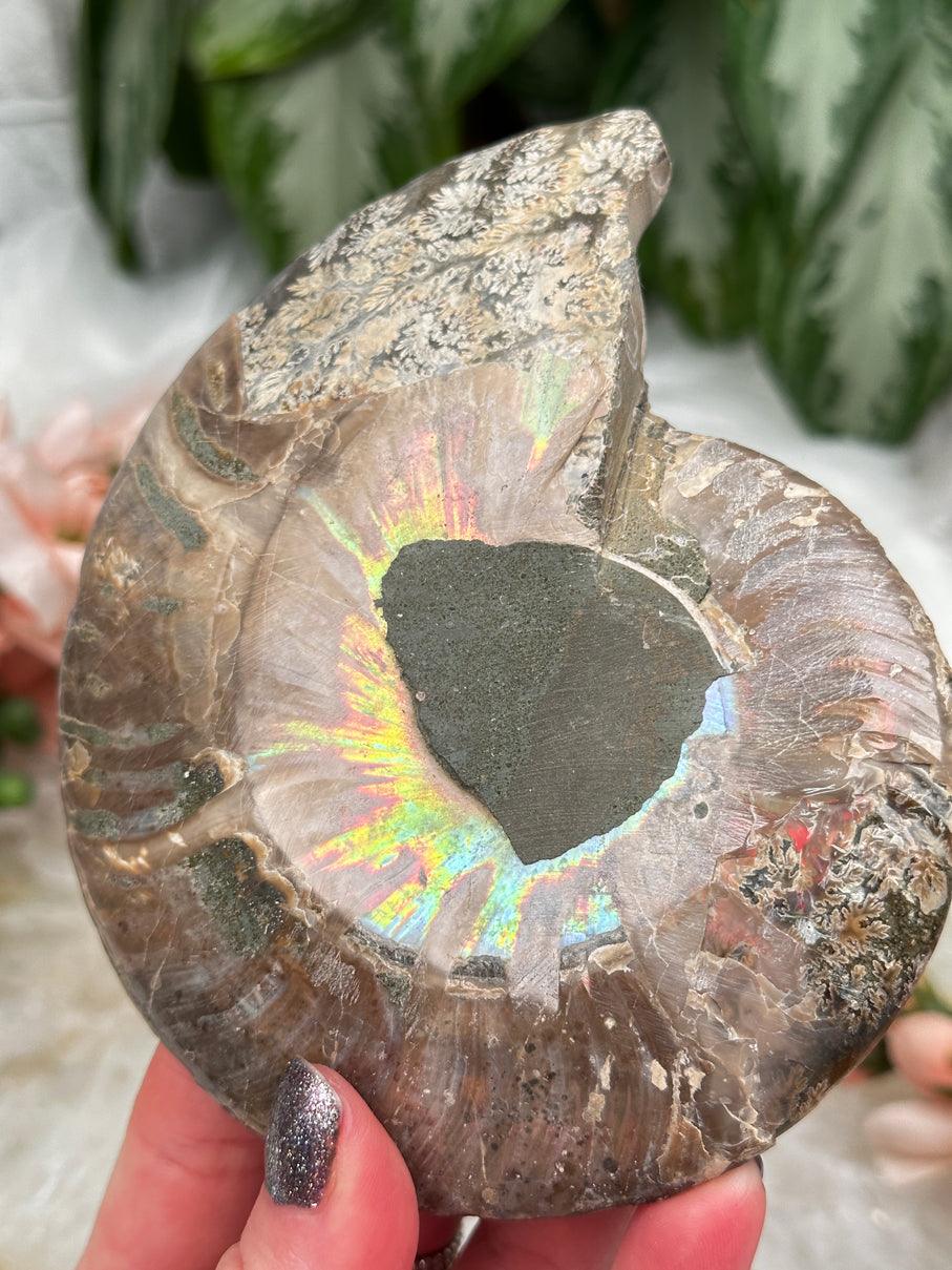 Sliced Ammonites