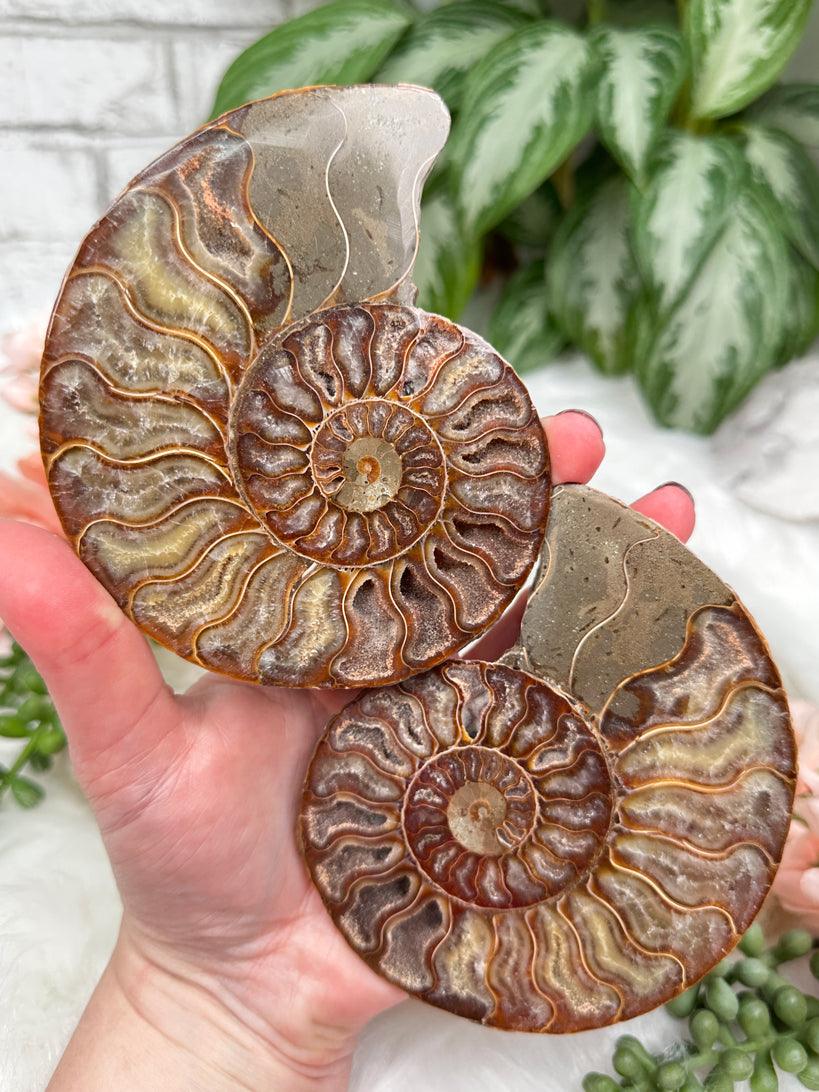 Sliced Ammonites