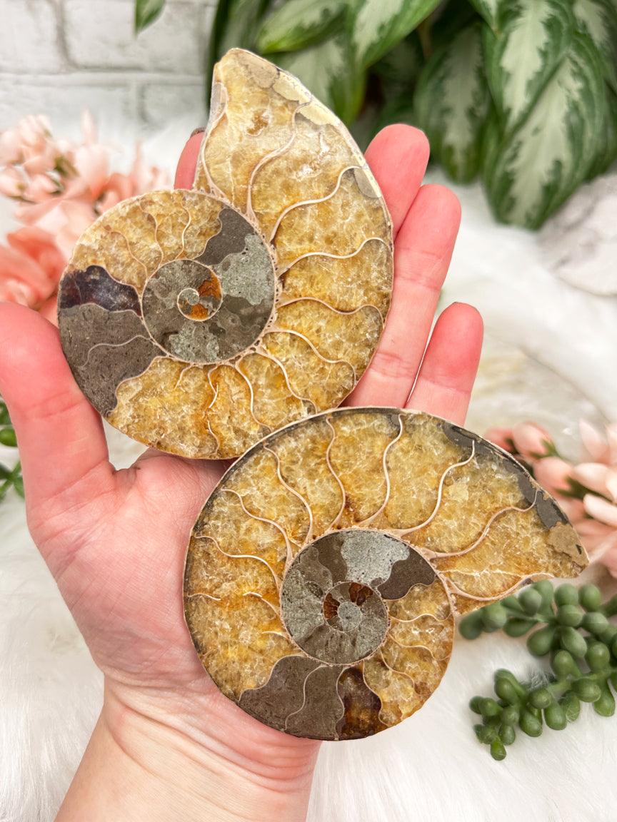Sliced Ammonites
