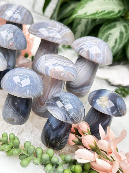 Gray Agate Mushrooms