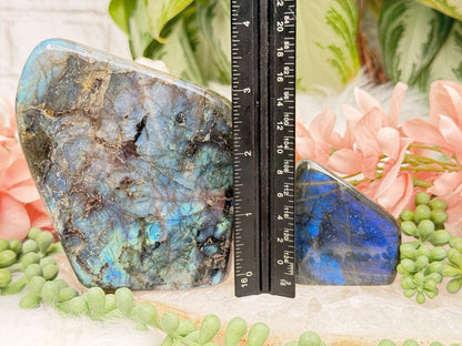 Standing Labradorite Freeforms