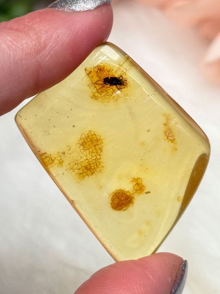 Colombian Amber with Insects