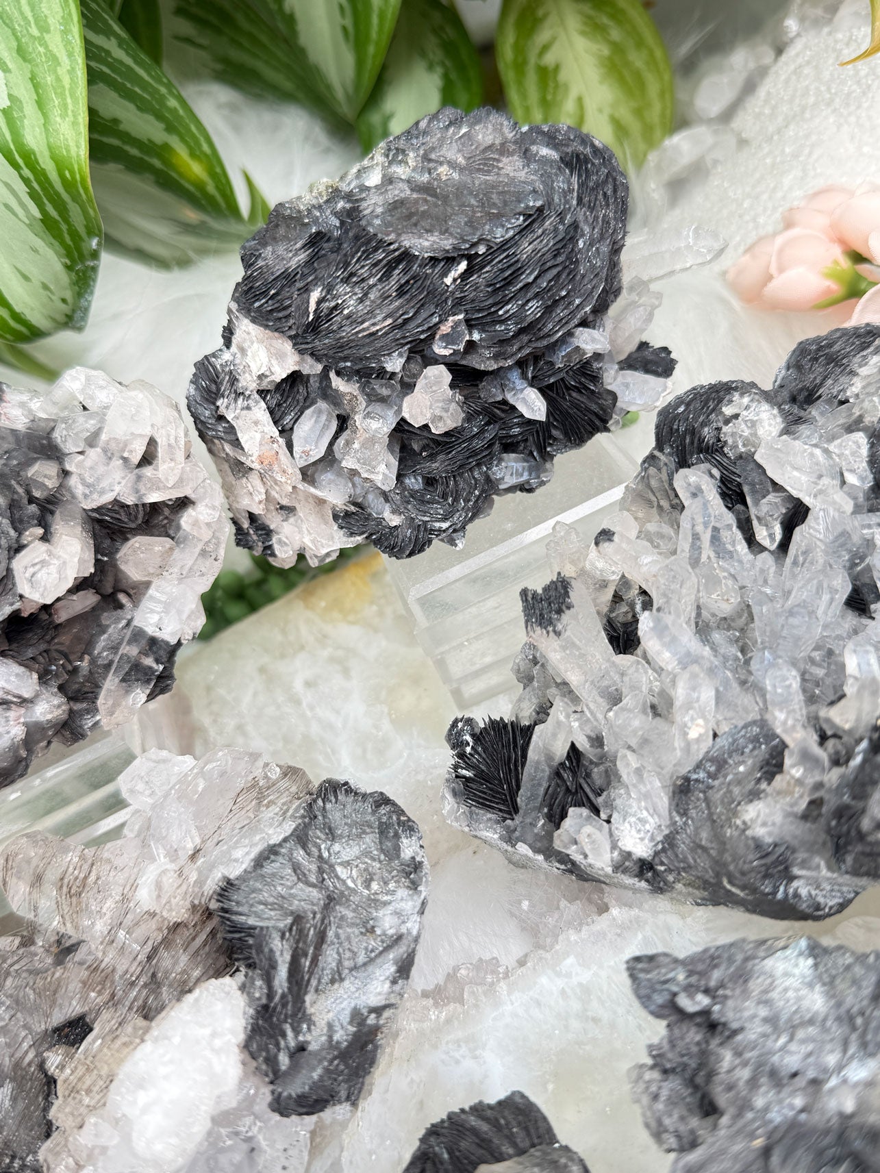 rare-quartz-hematite-rose-clusters-black-white