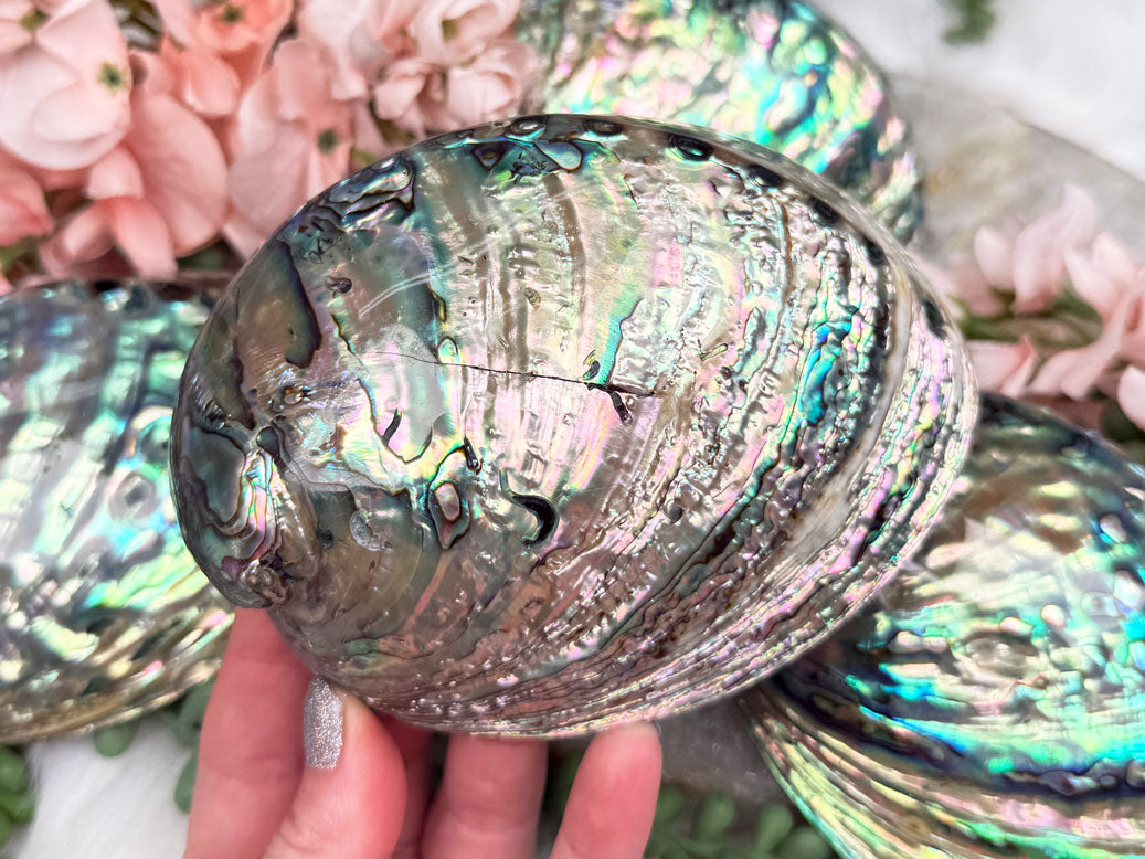 Polished Abalone Shell