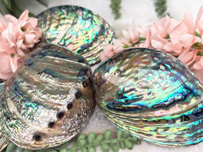 Polished Abalone Shell