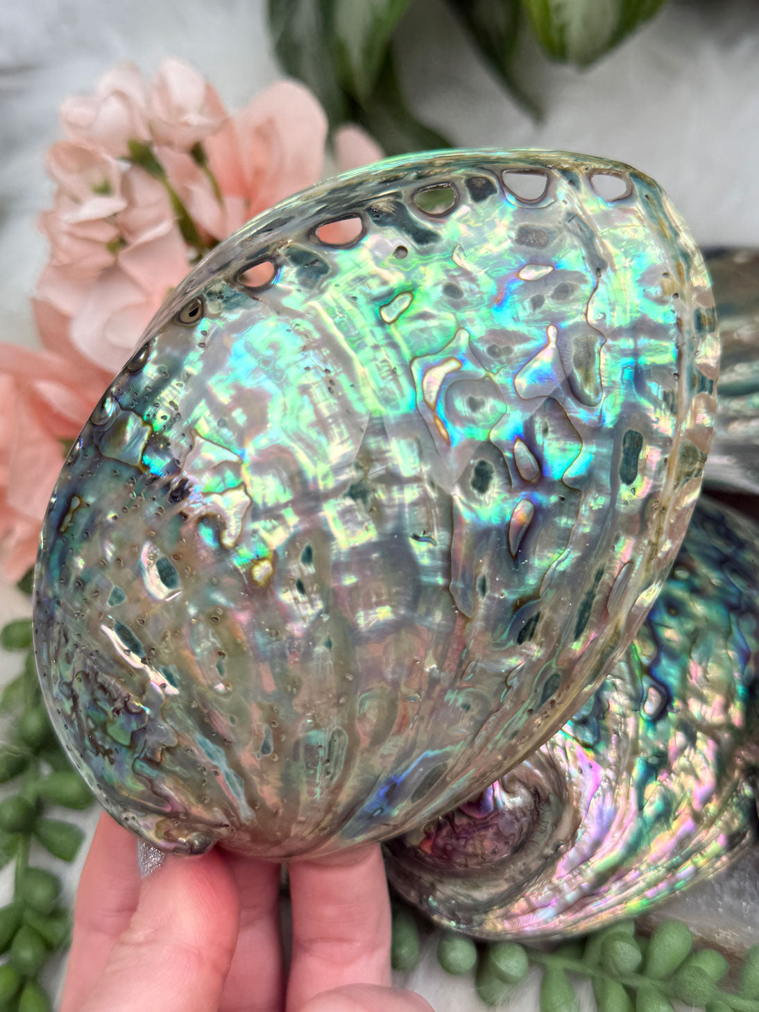 Polished Abalone Shell