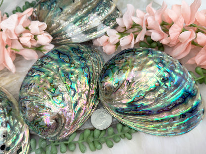 Polished Abalone Shell