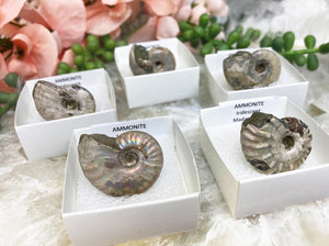Contempo Crystals - Rainbow-Ammonite-Fossil-Specimen-from-Madagascar-in-Box - Image 1