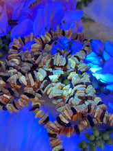 Load image into Gallery: Contempo Crystals - UV-reactive-amber-bracelets - Image 2