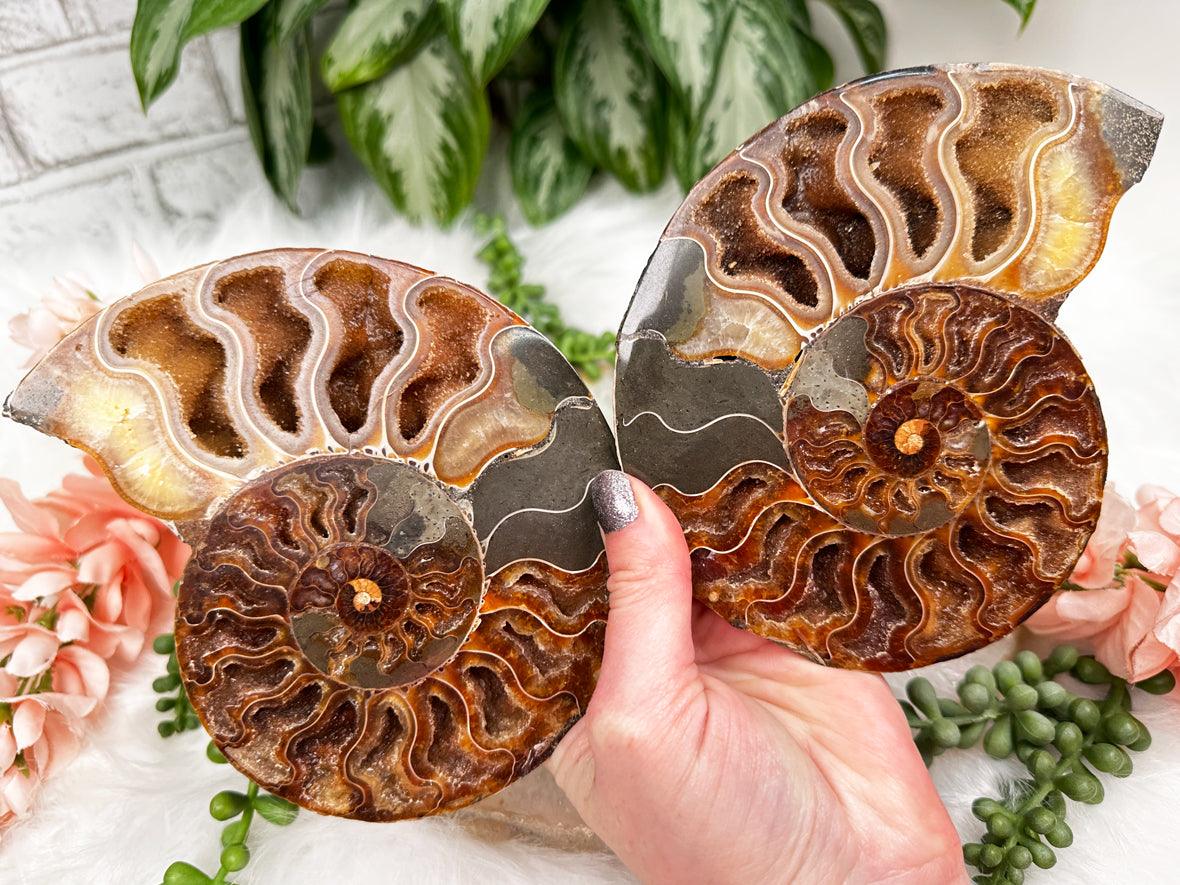 ammonite-fossil-pair-set