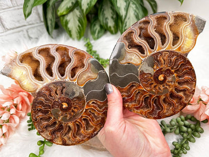 ammonite-fossil-pair-set