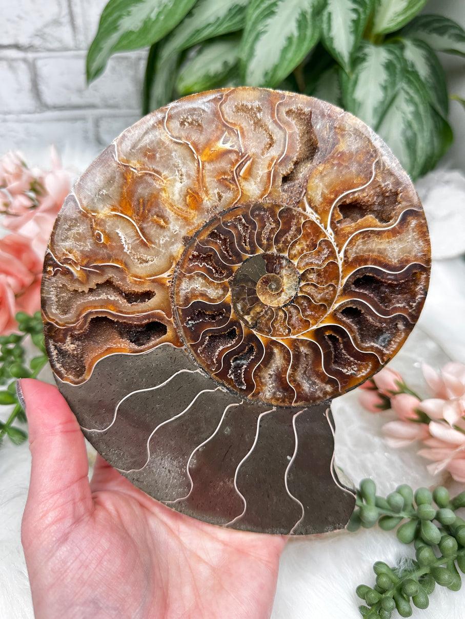 ammonite-fossil-side