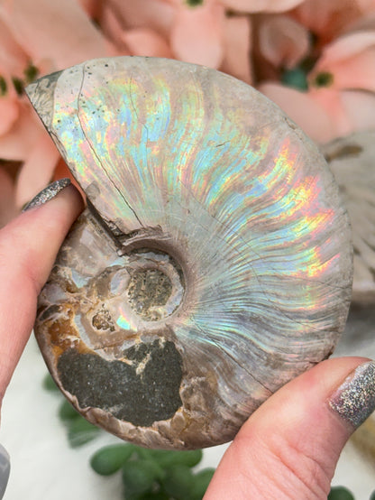 Rainbow Ammonites