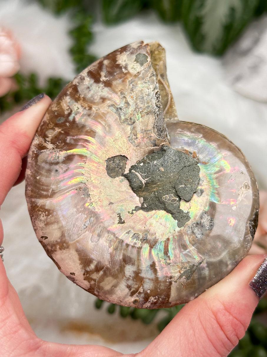 iridescent-ammonite-fossil-shell