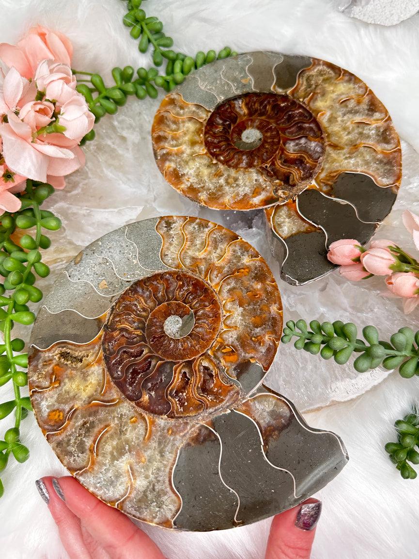 large-ammonite-fossil-sets