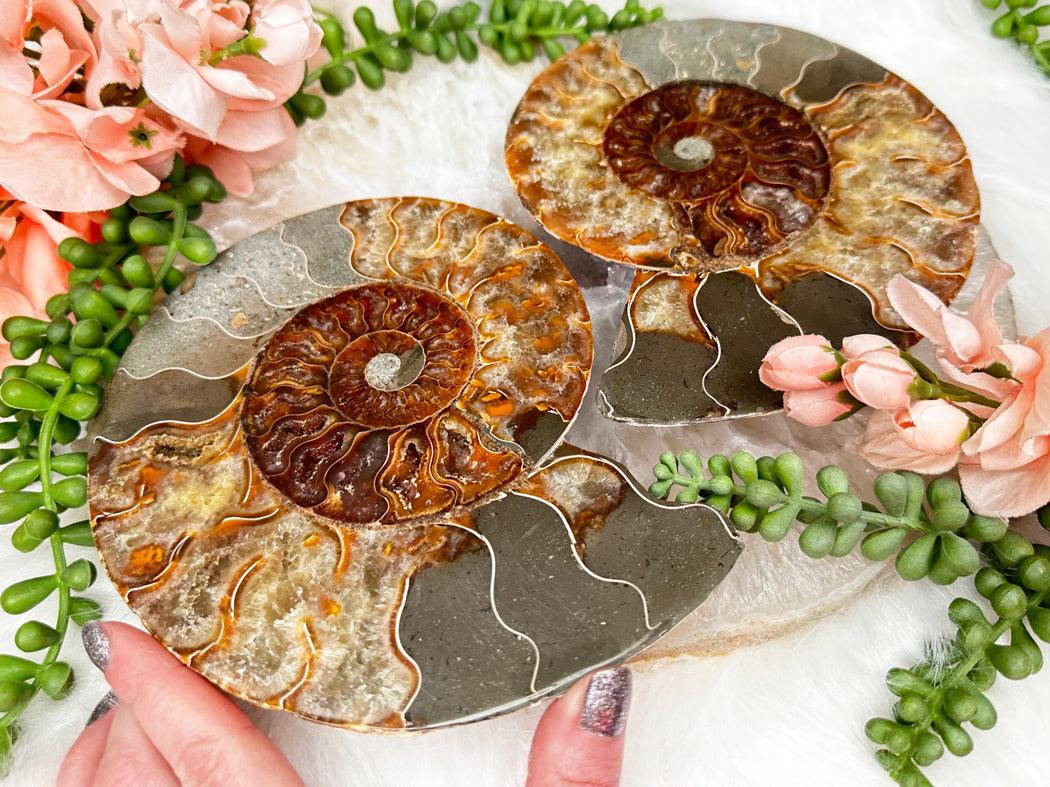 large-polished-ammonite-set