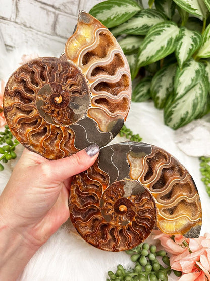 madagascar-ammonite-set