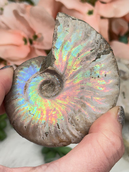 Rainbow Ammonites