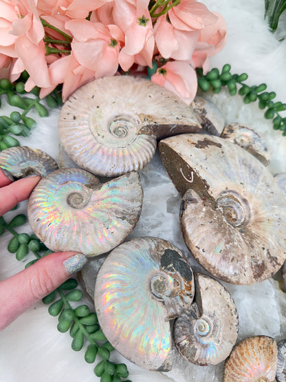Rainbow Ammonites
