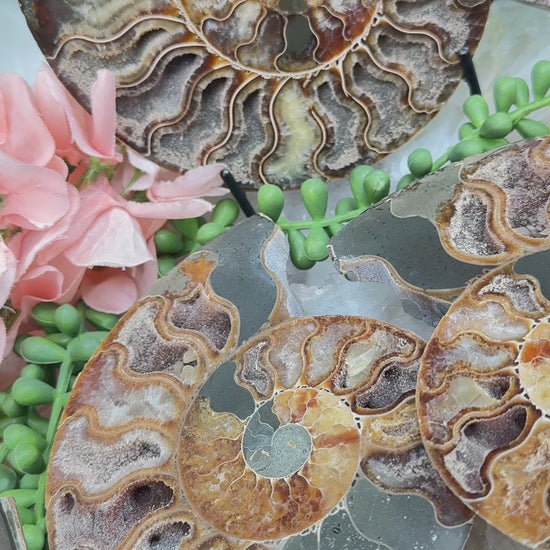 sliced-madagascar-ammonites