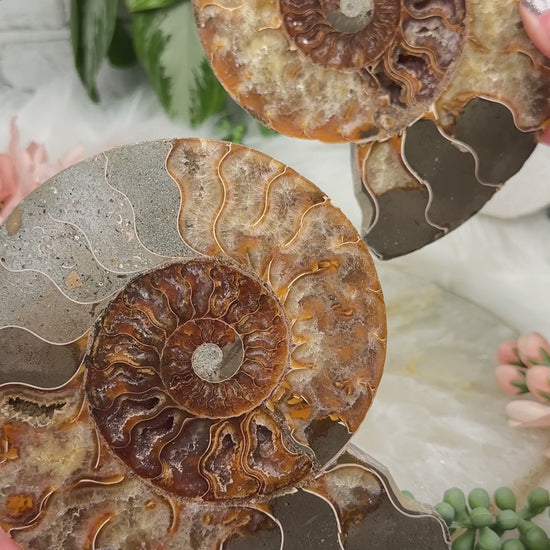 large-polished-ammonite-set