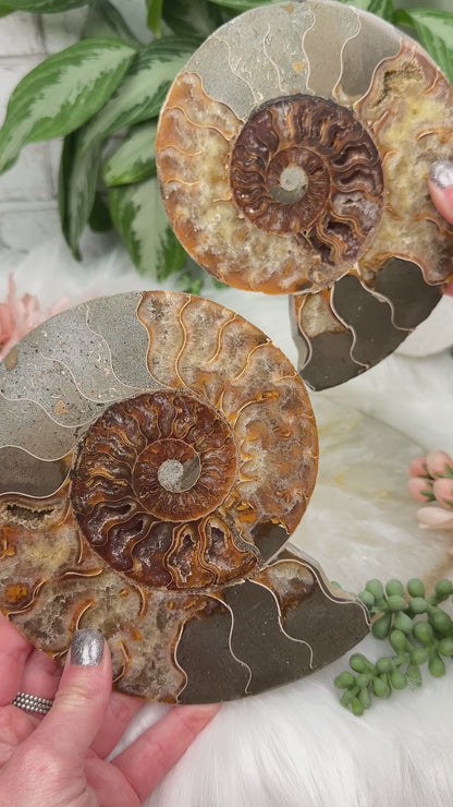 large-polished-ammonite-set
